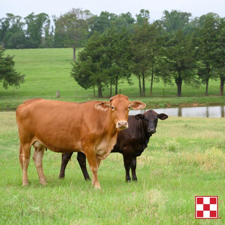 Purina Mills Productive Cows