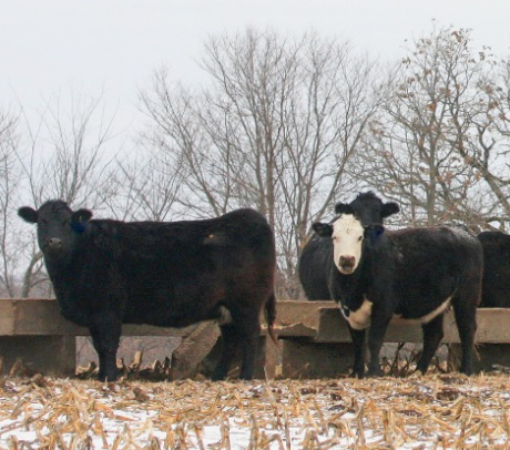 Catte in a winter field with snow on the group looking for forage