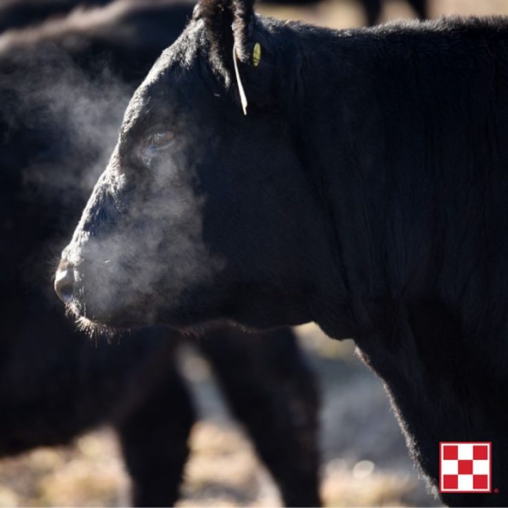 Heifer in the cold - feeding cattle in winter