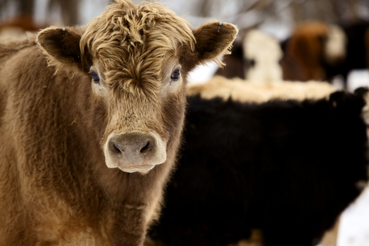 winter forage cattle