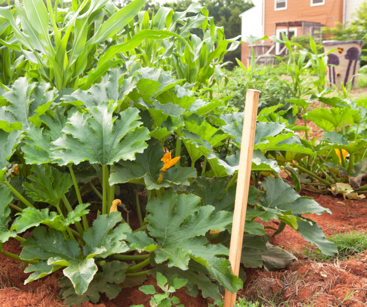 how to lay out a vegetable garden
