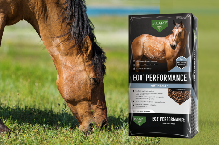 Buckeye EQ8 Performance Gut Health Feed for Horses. 40-lb equine feed bag.