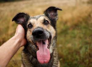 Fall Pet Allergies: Dog outside getting ear rub.