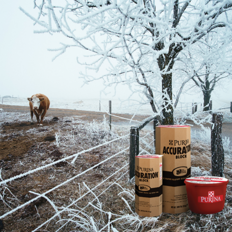 Prepare Cattle for Winter