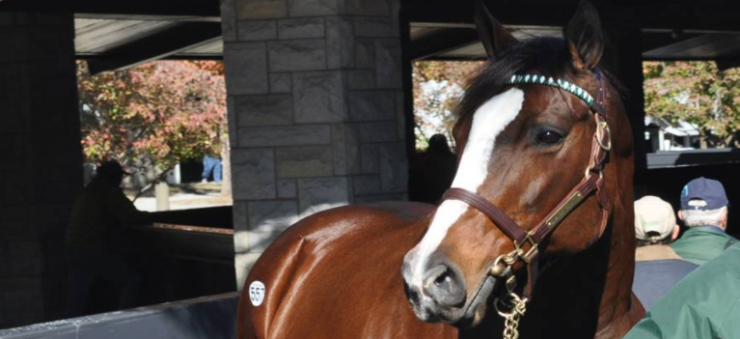 90 Days to Condition, Inside and Out, a horse in a stall