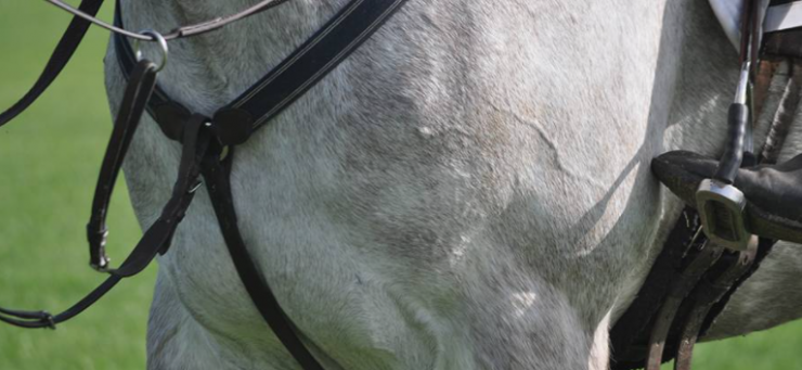 Up close shot of a young horse, First Horse Show