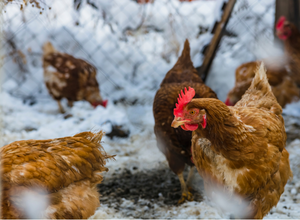 Tips for Raising Chickens in Winter. Red chickens in snowy hen yard.