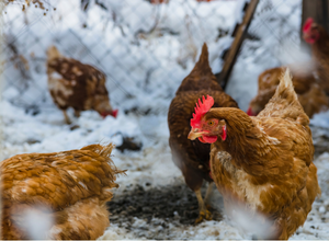 How to Lay Hay in the Winter to Grow Grass - Cherokee Feed & Seed