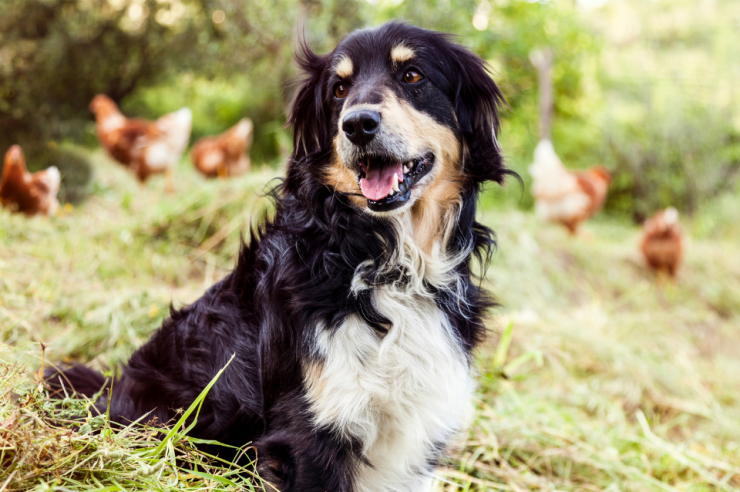 Farm Dog sitting with chickens