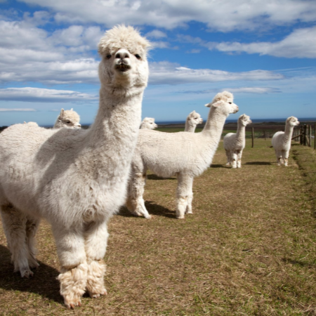 White Llama and Alpacas