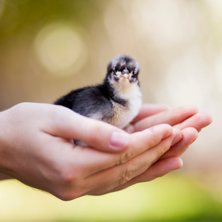 hand holds one chick, buy 5 chicks, get 1 free