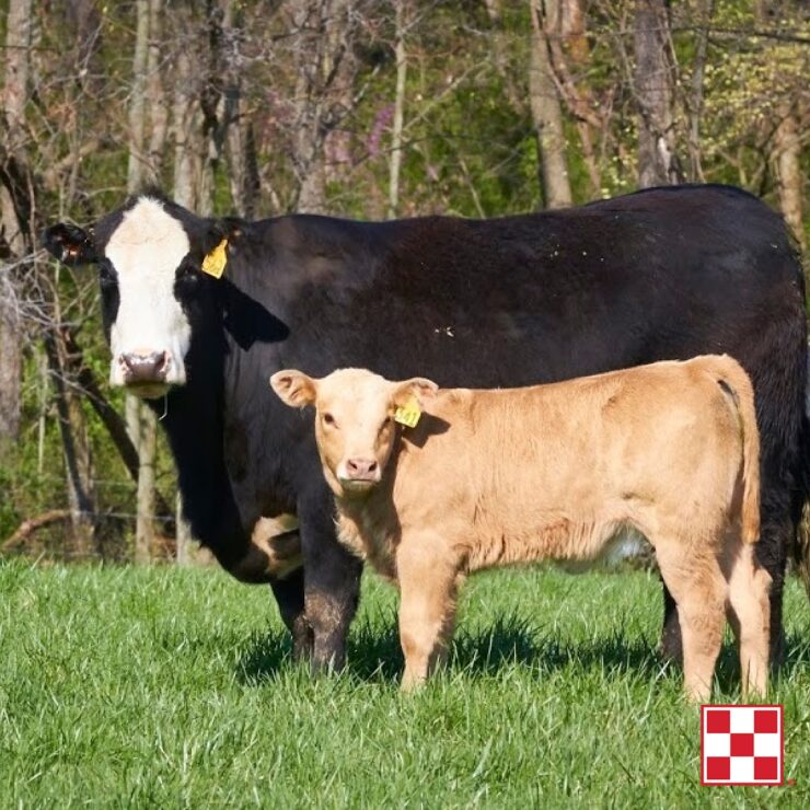 Cattle Mineral Tips for Spring: As winter shifts to spring, it’s time to take a look at cattle management.