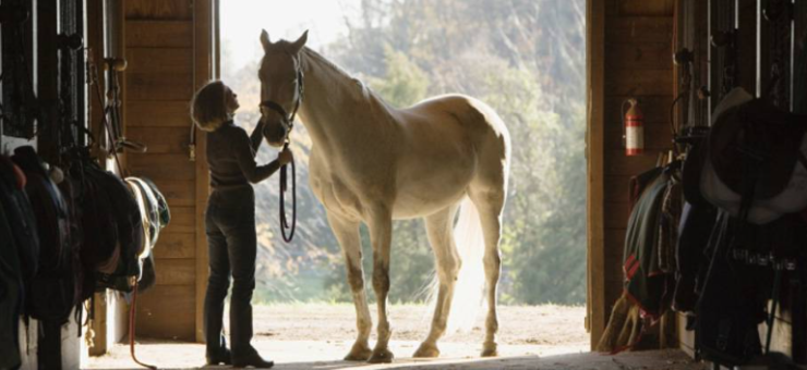 Cost-Effective Horse Feeding