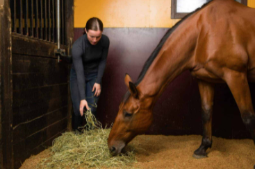 Cost-Effective Horse Feeding