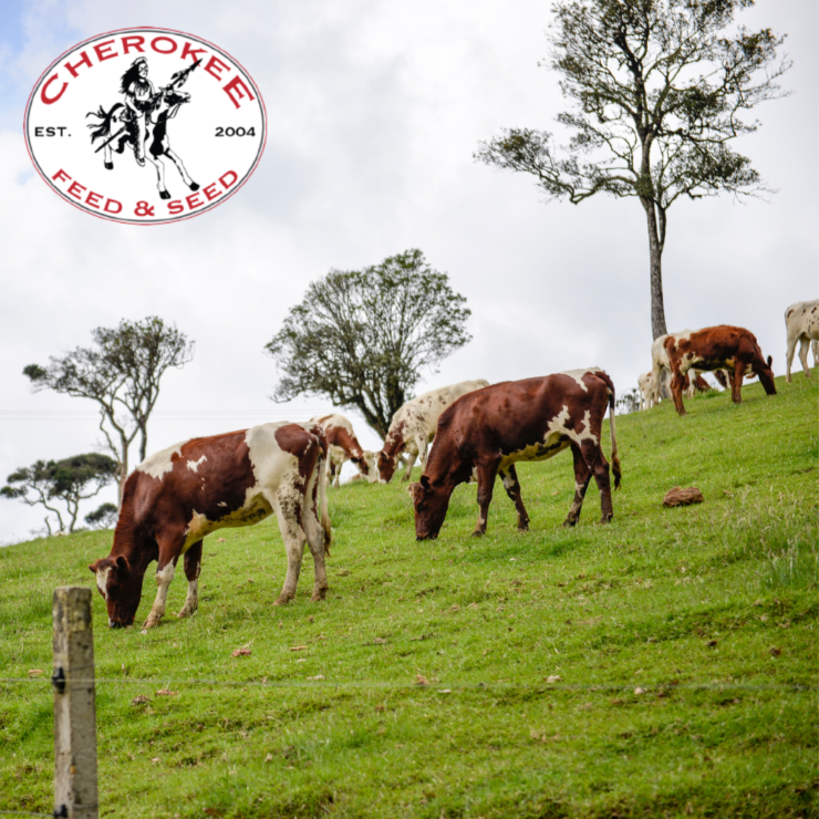 Considerations for This Growing Season cows in a pasture with logo