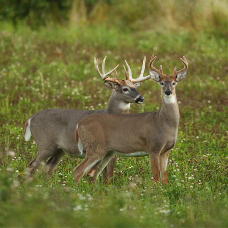 2022–2023 Georgia Hunting Season Dates