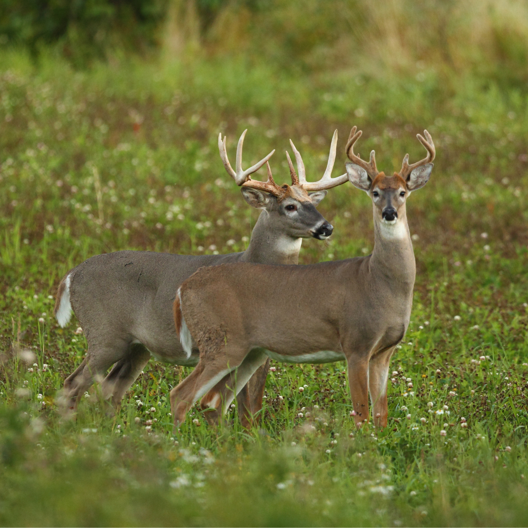 20222023 Hunting Season Dates Cherokee Feed & Seed