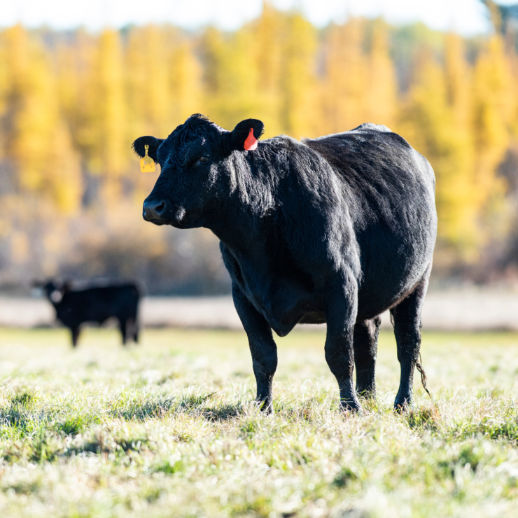 The True Cost of Cheap Minerals: Quality mineral supplements are an investment in the overall performance of your herd.