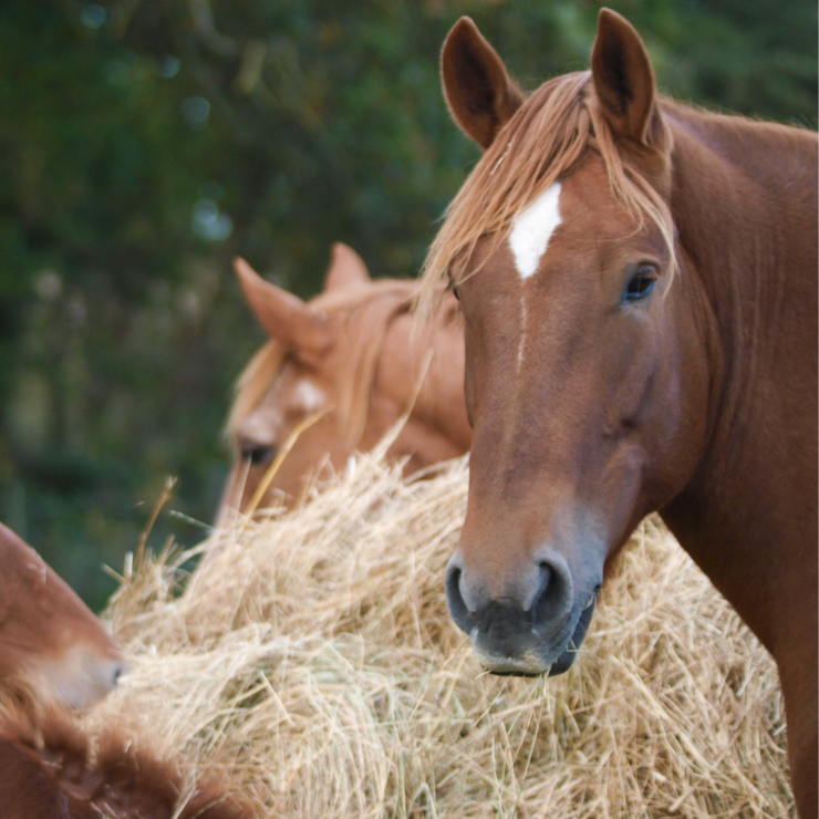 Seasonal Diet Changes for Horses