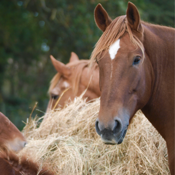 Seasonal Diet Changes for Horses - Lochte Feed & General Store