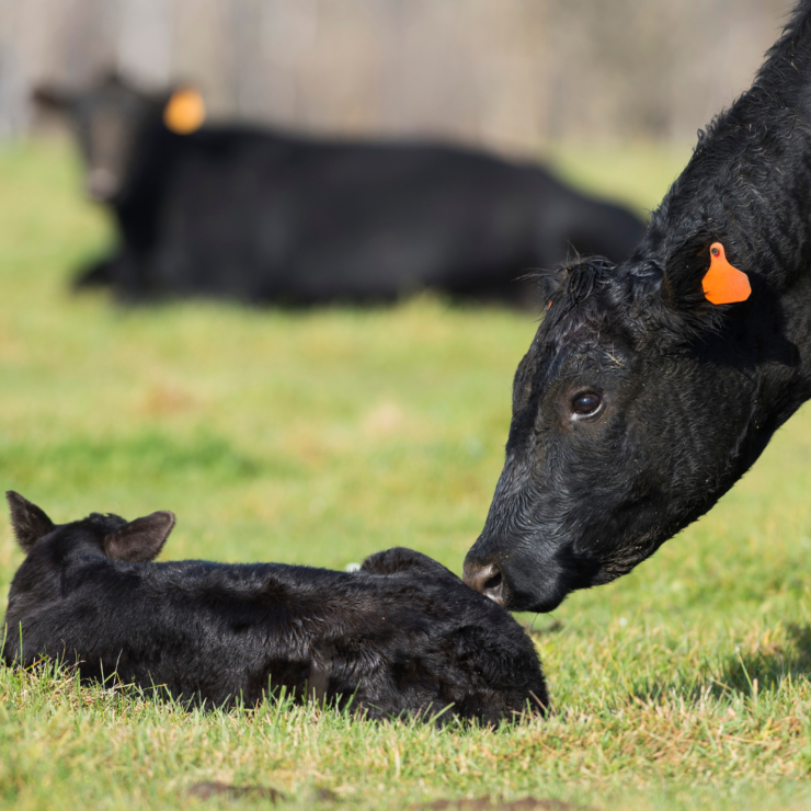 Your Keys to Fall Calving
