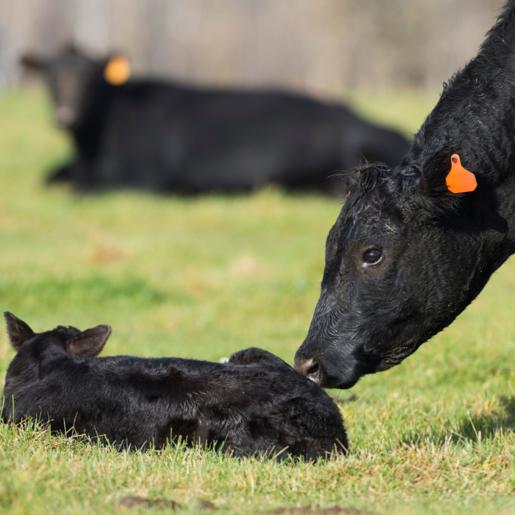 Your Keys to Fall Calving Cherokee Feed & Seed