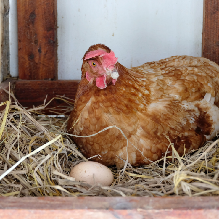 FACT FOCUS: Egg shortage breeds chicken-feed conspiracies