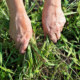 Spring Weeds & Pre-emergent