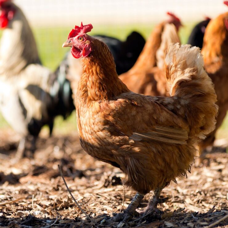 Chicken cool in the summer