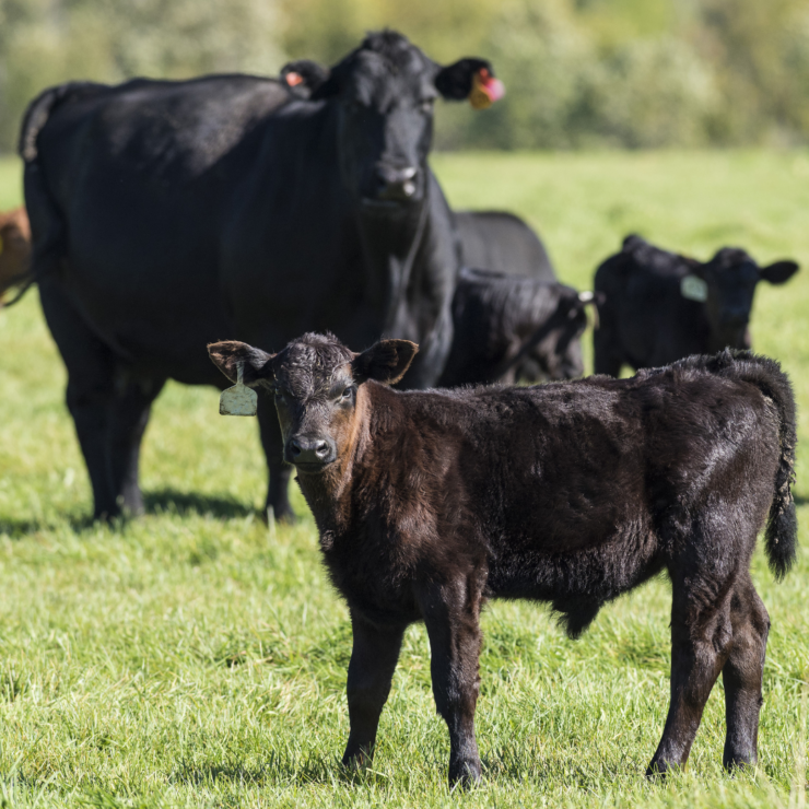 Focus on Your Pastures This Year: photo of mama and baby cow in green pasture