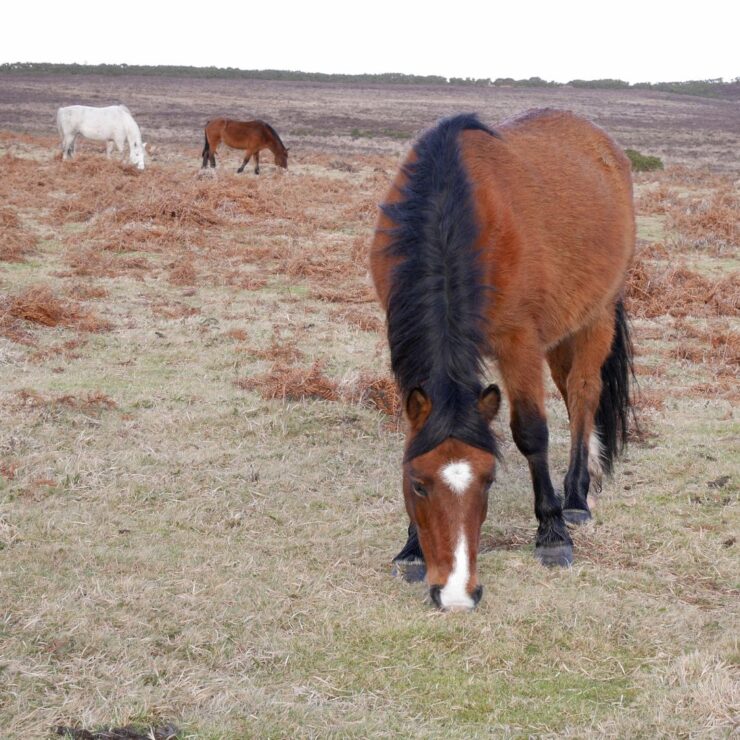 Your Guide to Stockpiling Forage for Winter: horse in field