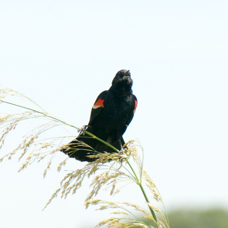 The Ultimate Guide to Bird Feeding During the Fall Months: photo depict black bird