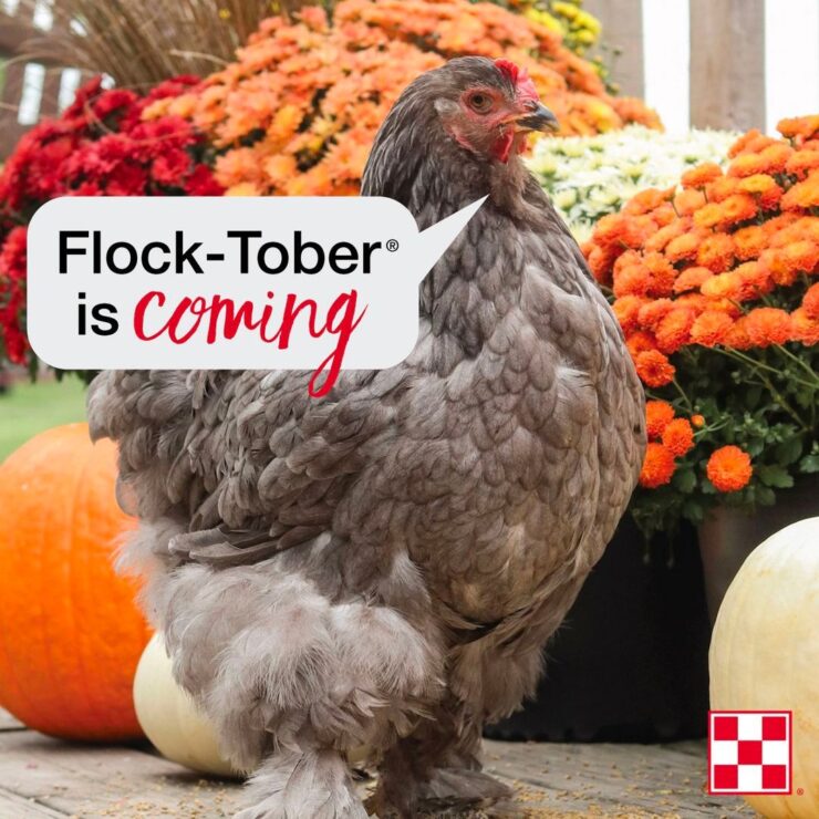 Free Coop Sign During Flock-Tober at Cherokee Feed
