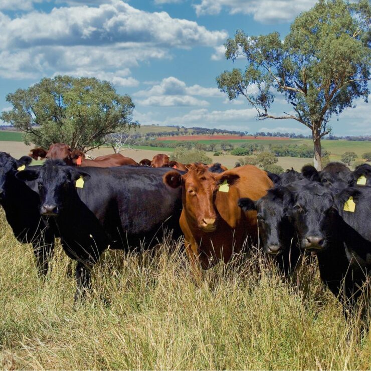 Livestock Forage Disaster Program in Cherokee County