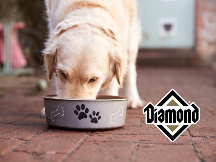 Diamond Dog Food