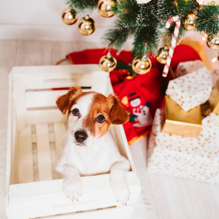 Dog in wooden crate under christmas tree