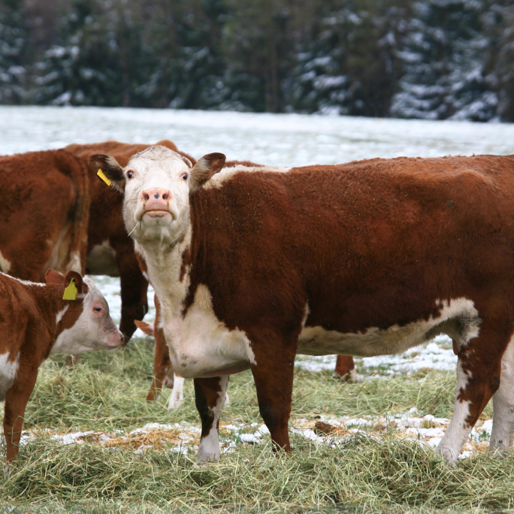 Preparing Your Livestock for Winter Feeding - Cherokee Feed & Seed
