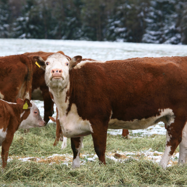 Livestock grazing in winter