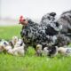 Blackyard Flock