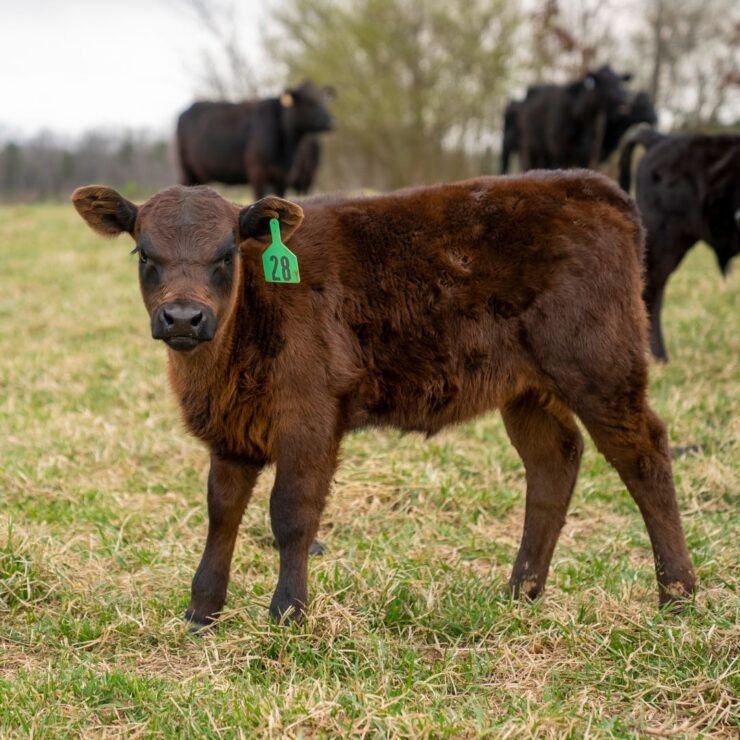 Beef calves - Prepare for Working Fall Cattle 