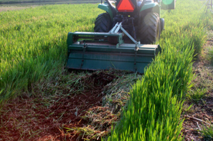 Spring Cover Crop