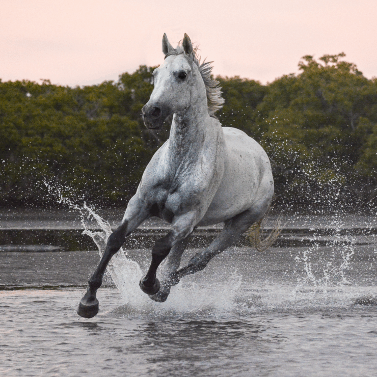 Beautiful horse galloping through water