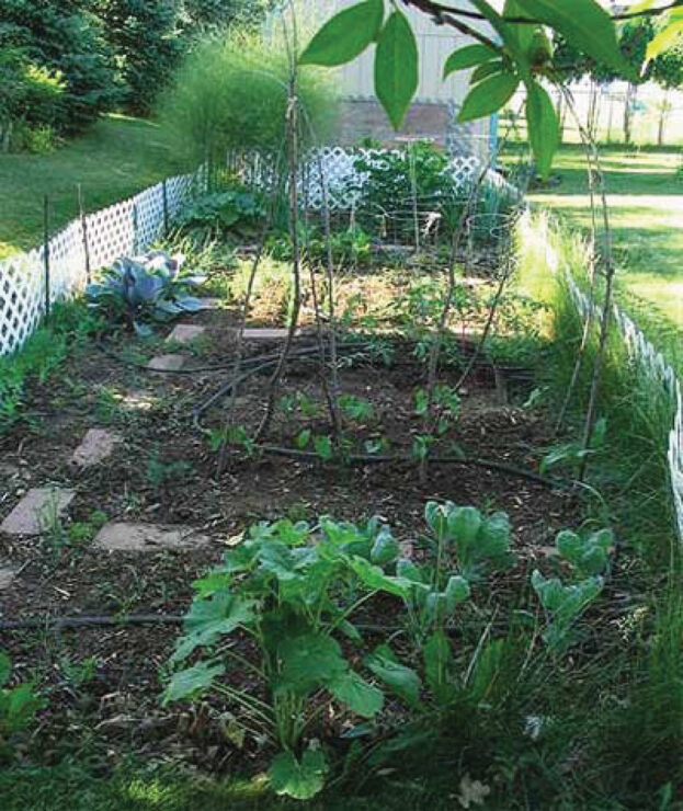 Trees and large shrubs shade the garden and compete for moisture and nutrients.