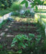 Sunlight in garden
