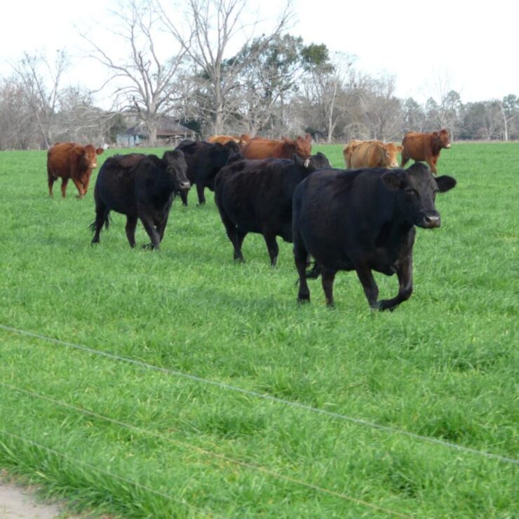 Cattle in Pasture group
