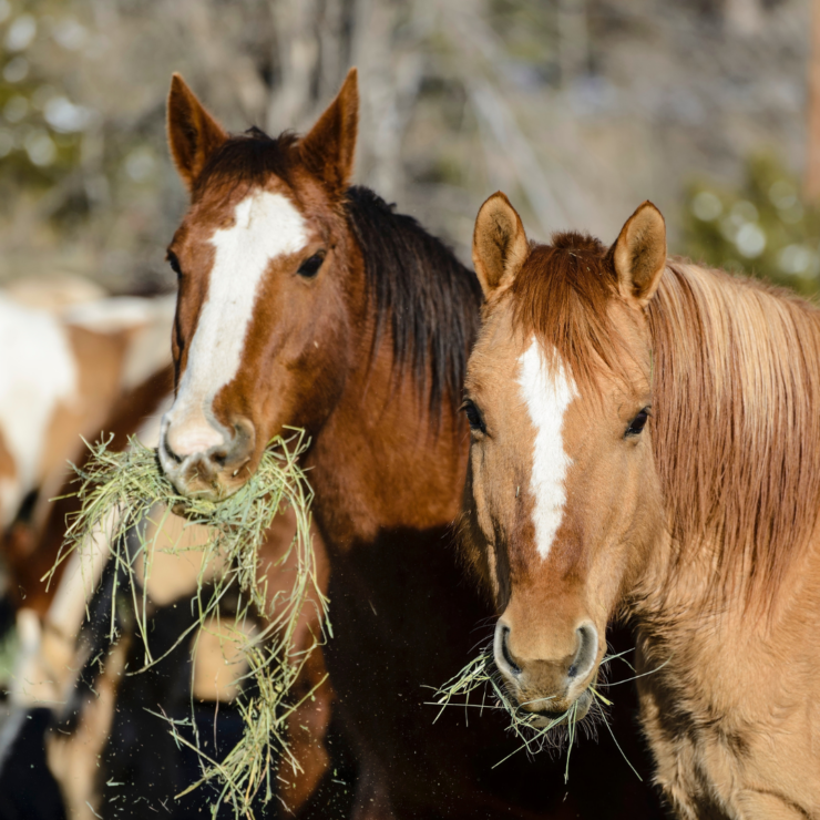 Two horses eating hay