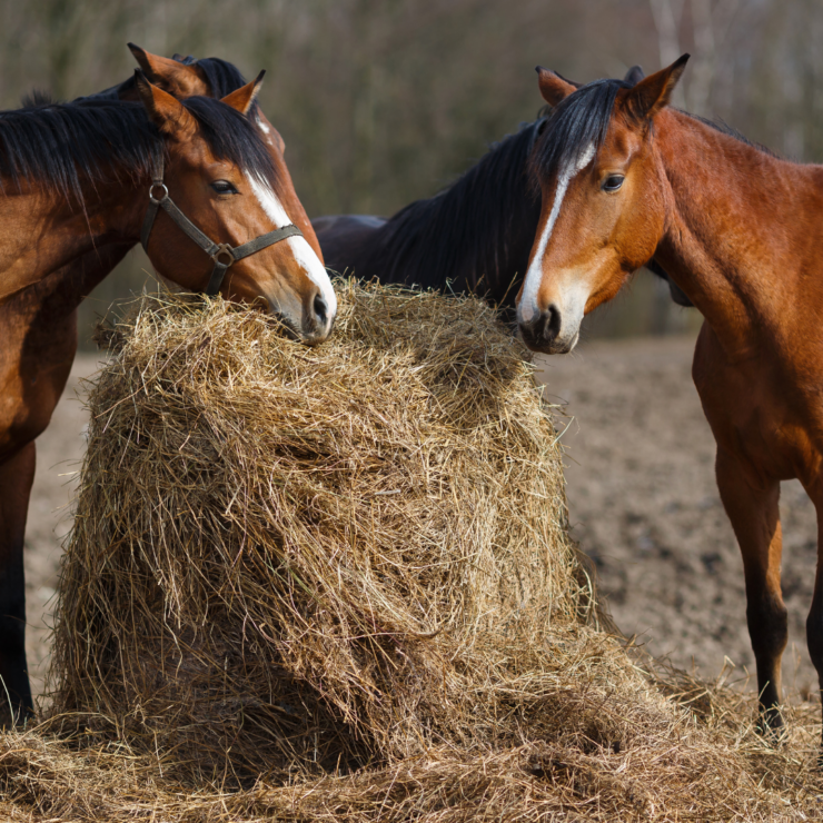 two horses eating hay
