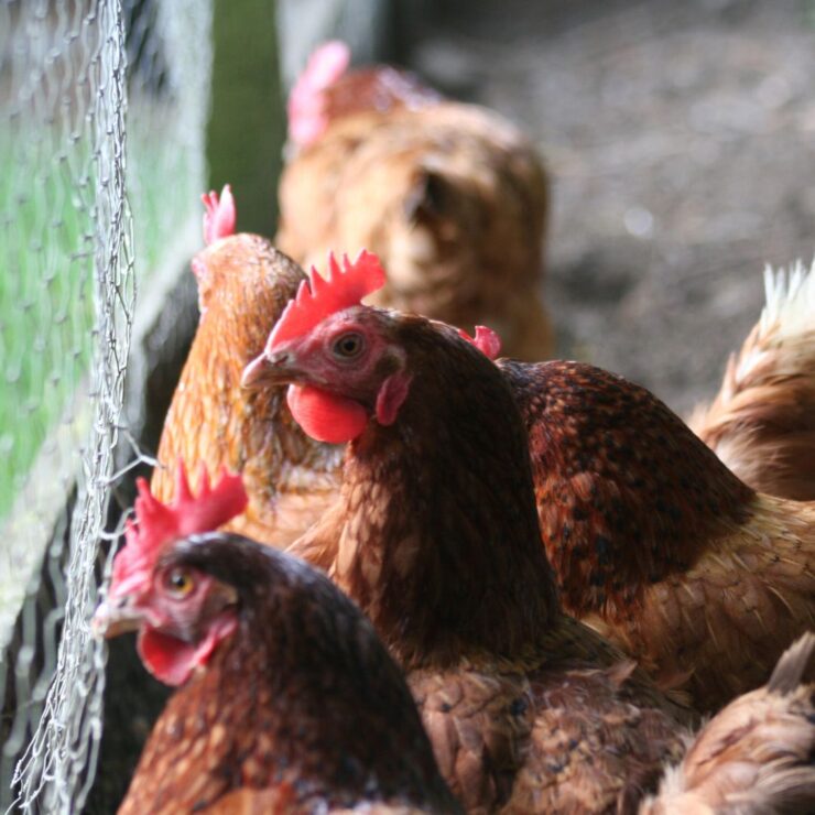 How to Read Your Backyard Animal’s Feed Tag: Everything You Need to Know