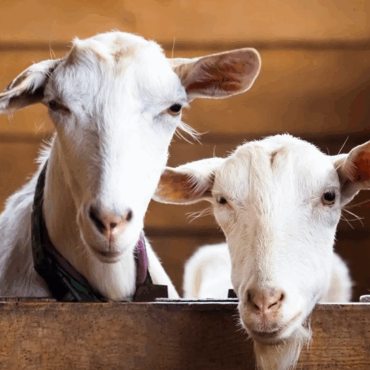 two goats overlooking stall