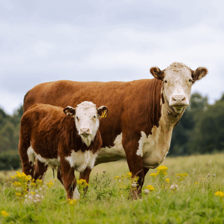 Cattle Clostridium Vaccine Comparison List and Health Program